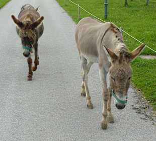 Das Empfangskomitee kommt zur Begrüssung