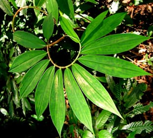 Pflanze mit kreisrundem Blattwerk