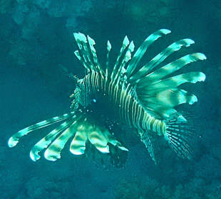 Schnorcheln Abu Dabbab