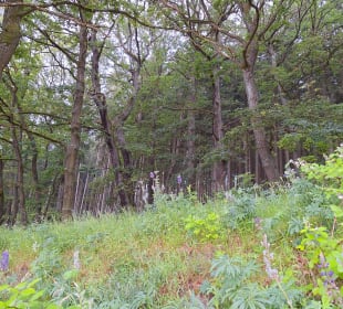 Wandern Friedrichroda