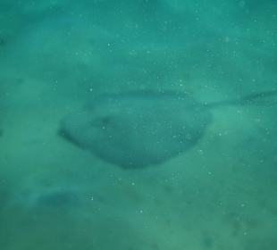 Schnorchelimpressionen