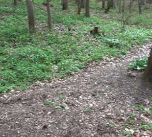 Wanderung rund um das Rusenschloss Gerhausen
