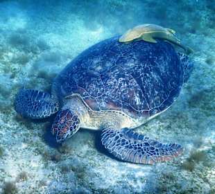 Schnorcheln Marsa Alam