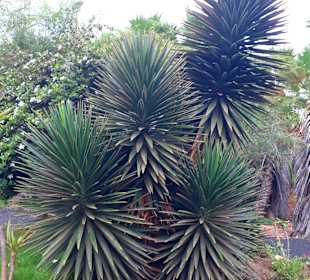 Botanischer Garten Viveiro