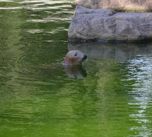 Zoo