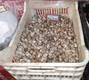 Schnecken