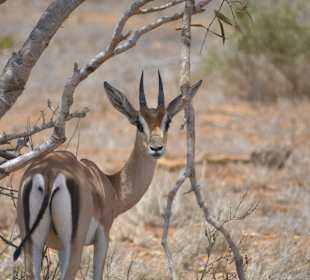 Antilope/ Tsavo Ost