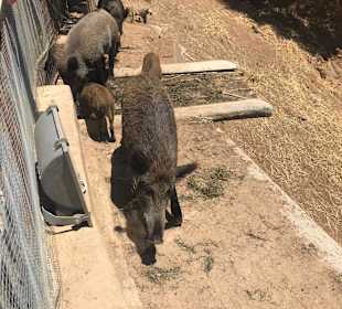 Inselrundfahrt Sardinien