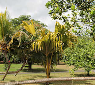 Pamplemousses