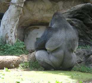 Der Anführer - ein stattlicher Silberrücken