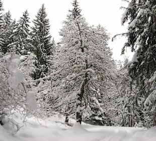 In forest near Murren