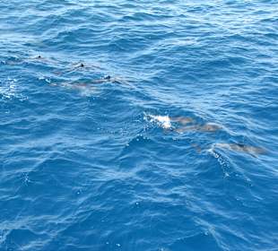 Delphine im roten Meer nähe Sharm Shouni