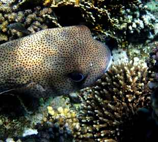 Igelfisch am Hausriff