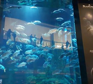 Aquarium Dubai Mall