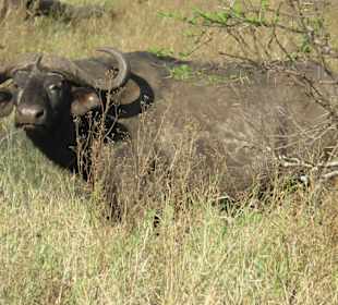 Kaffernbüffel Serengeti