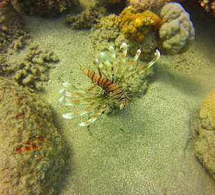 Tauchen Brayka Bay Marsa Alam