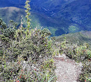 Podocarpus Nationalpark