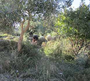 Schaarfe auf dem Weg zur Höhle von Melissani