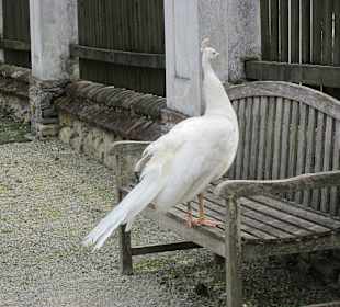 Rarität weißer Pfau