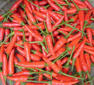 Rote Chilis