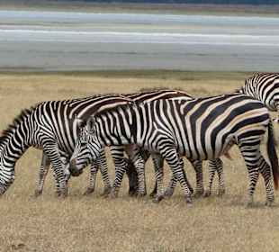 Viele Zebras