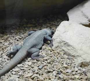 Zoo Warszawa