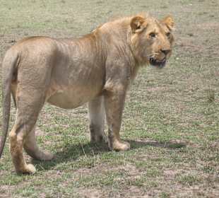 Alibaba Tours and Safaris pictures in Masai Mara