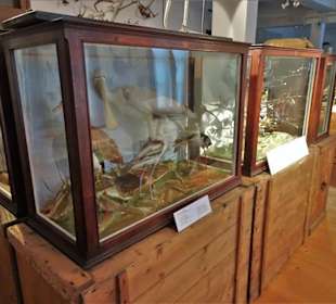 Im Naturalienkabinett des Stadtmuseums Saalfeld