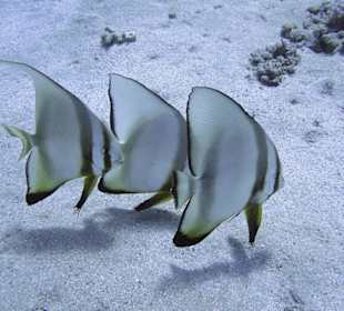 Podwodne życie w Abu Dabab