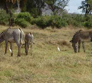 Grevy Zebras 