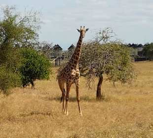 Isaac MK Safari/Isaac Mwachai