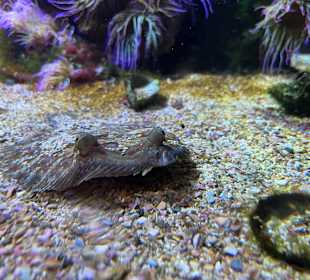 Aquazoo Löbbecke Museum Düsseldorf