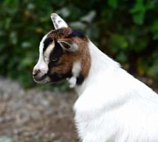 Glückliche Tiere im Paradies Wildpark Ferleiten.  