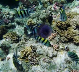 Feldwebelfische mit Qualle