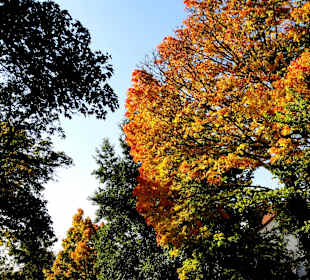 Die Schillerwiese in Herbststimmung 