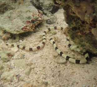 Nicht gefährlich eine Aalart