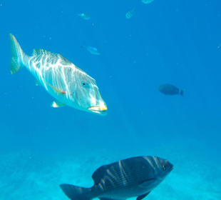 Unser großer Freund 