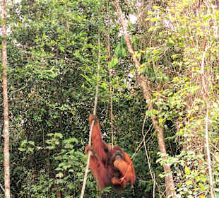 Semenggoh Orang Utan Rehabilitations Center