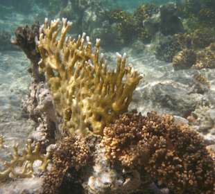 Korallengarten Gorgonia Beach