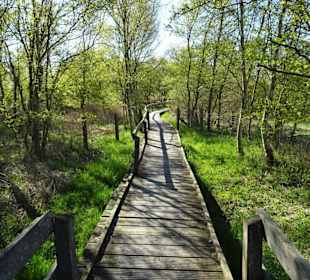 Impressionen vom Schwimmenden Moor