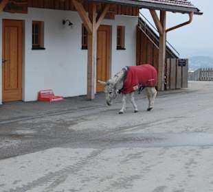 Bitte lasst mich die Greueltaten vergessen