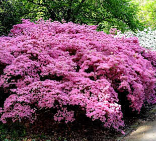 Spaziergang durch den Rhododendronpark im Mai