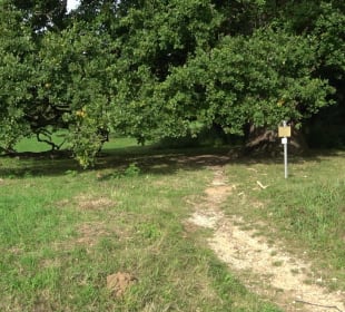 Naturdenkmal Sulzeiche Walddorf