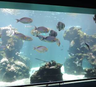 Im Aquarium unterwegs