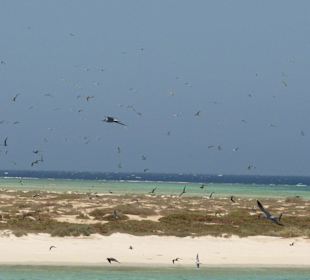 Die Vogelinsel