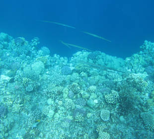 Flötenfische