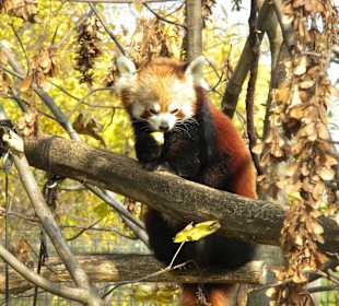 Rote Panda