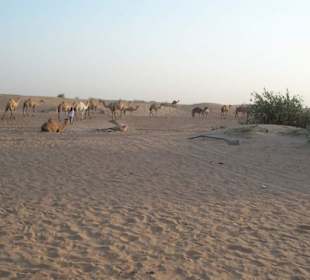 Kamele in der Wüste