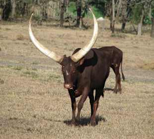 Ankole-Rind