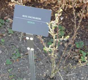 Hinweistafel zum eingepflanzten Kraut